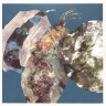 MINOR PLANETS (LP)