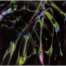 DISSOLVED (LP)